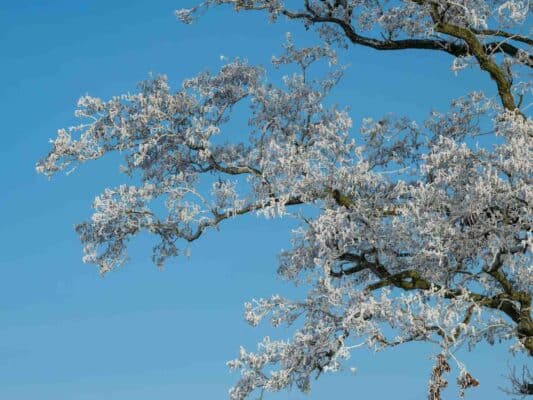 Winter 0209006